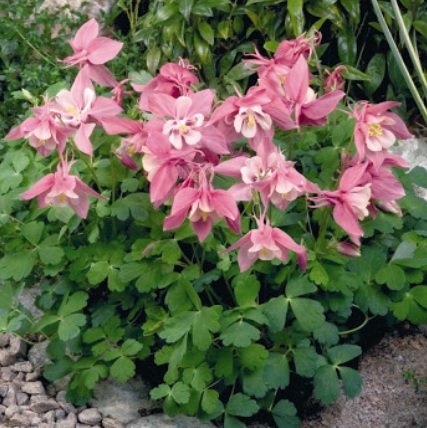 Aquilegia Cameo Rose and White -кандилка ниска едра (1436)